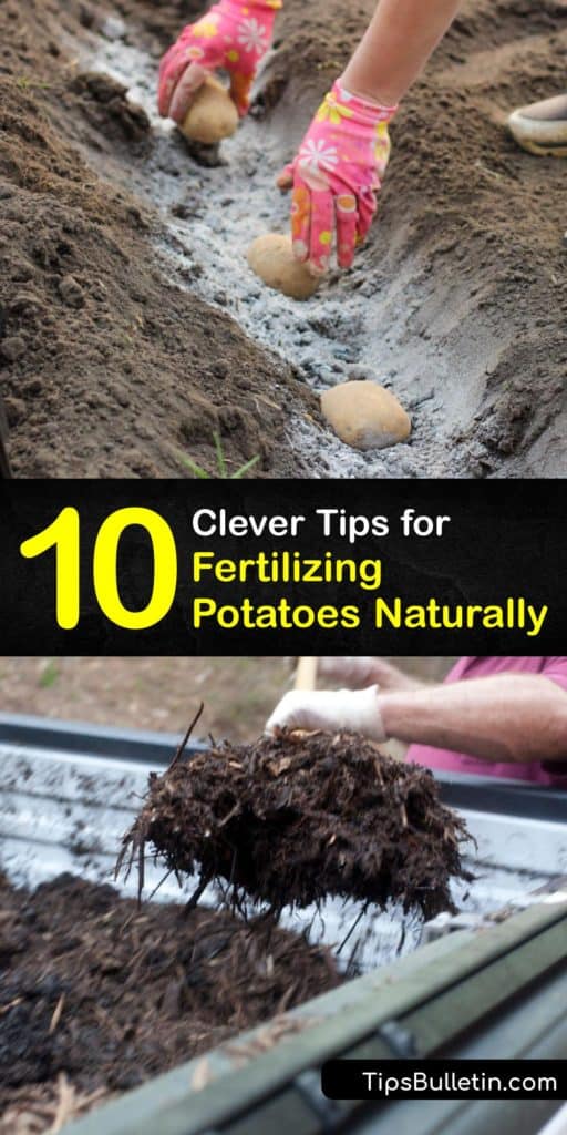 After planting a seed potato in the garden, using fertilizer is an essential part of the gardening process to ensure you get a healthy yield. Potato plants thrive with the right plant food, and nothing is better than using organic fertilizer. #potatoes #fertilizer #homemade