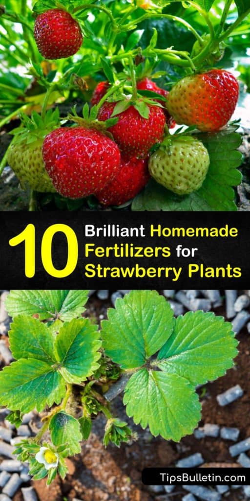 Whether you’re new to growing strawberries or have long had a strawberry tower, the best fertilizer to enrich the soil is homemade. Since strawberry plants need nutrients to grow strawberry fruit, provide them with banana peel or Epsom salt fertilizers. #homemade #fertilizer #strawberries