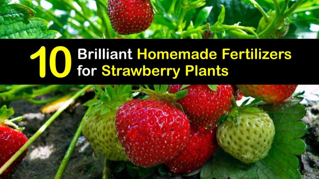 Homemade Fertilizer for Strawberries titleimg1