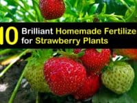 Homemade Fertilizer for Strawberries titleimg1