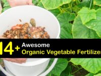 Homemade Fertilizer for Vegetables titleimg1