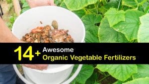 Homemade Fertilizer for Vegetables titleimg1