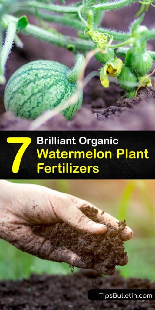 Growing delicious watermelon is easy with preparation and the right tools. Discover the secret behind creating organic fertilizer for watermelon plants at home using surprising items like a banana peel and coffee grounds. #homemade #watermelon #fertilizer