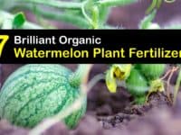 Homemade Fertilizer for Watermelon titleimg1