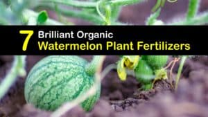 Homemade Fertilizer for Watermelon titleimg1