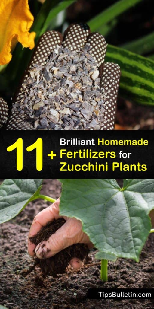 Applying fertilizer to the soil when growing zucchini plants promotes vigor against the squash vine borer and blossom end rot, and ups fruit production. Feed your plant with squash and tomato fertilizer or make your own with banana peel, eggshells, compost, and more. #homemade #fertilizer #zucchini