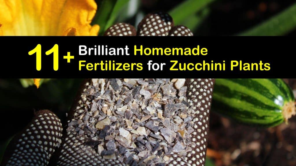 Homemade Fertilizer for Zucchini titleimg1