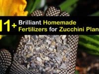 Homemade Fertilizer for Zucchini titleimg1