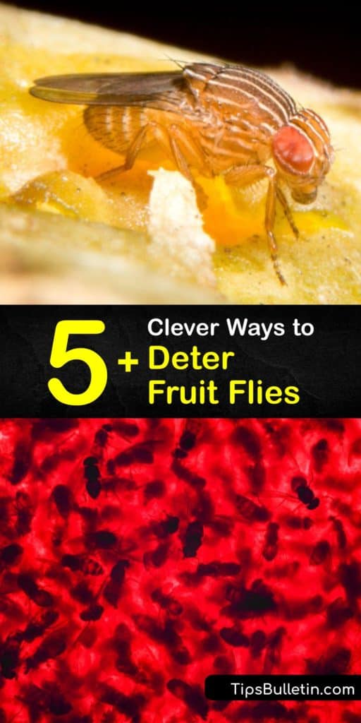 Fruit flies are unsanitary pests that spread disease-causing bacteria as they visit food sources in and around your home. Prevent fruit fly activity using a fruit fly trap made of plastic wrap and vinegar, or a fruit fly repellent made with dish soap. #fruit #fly #repellent