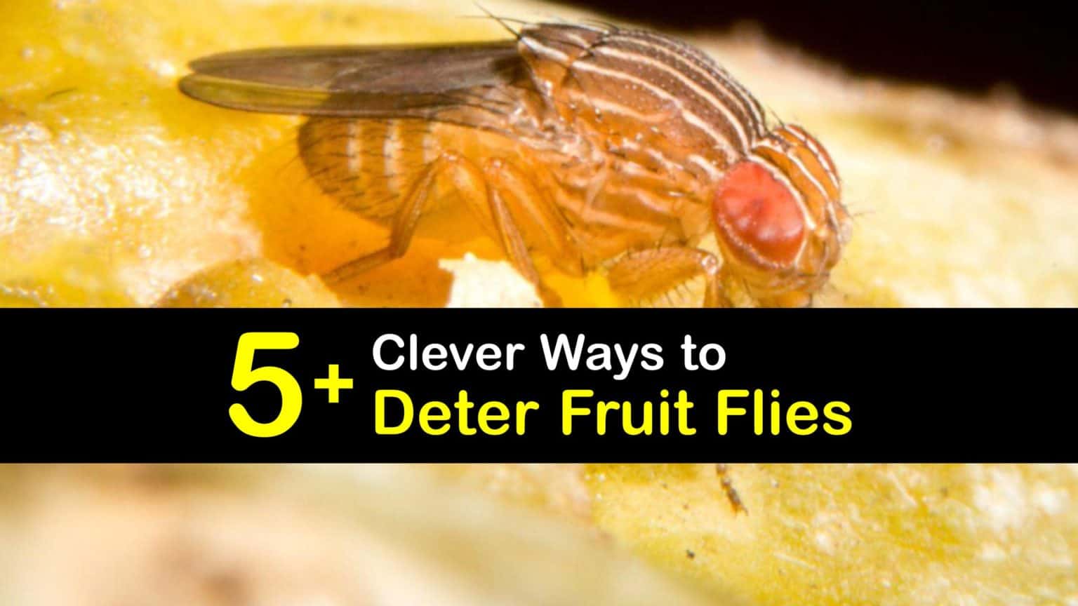 Deterring the Fruit Fly Smart Fruit Fly Deterrents