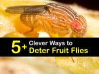 Homemade Fruit Fly Deterrent titleimg1
