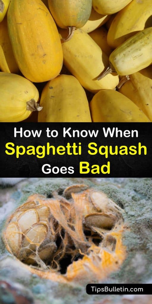 Learn how to cook spaghetti squash with olive oil on the cut side on a baking sheet and served with pesto for a low carbohydrate gluten-free dish. Discover when cooked spaghetti squash or raw goes bad with signs such as going mushy, and how to store them. #fresh #spaghetti #squash #spoiled