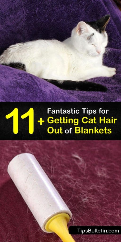 Furry Blankets - Best Tips for Removing Cat Hair from Your Blankets