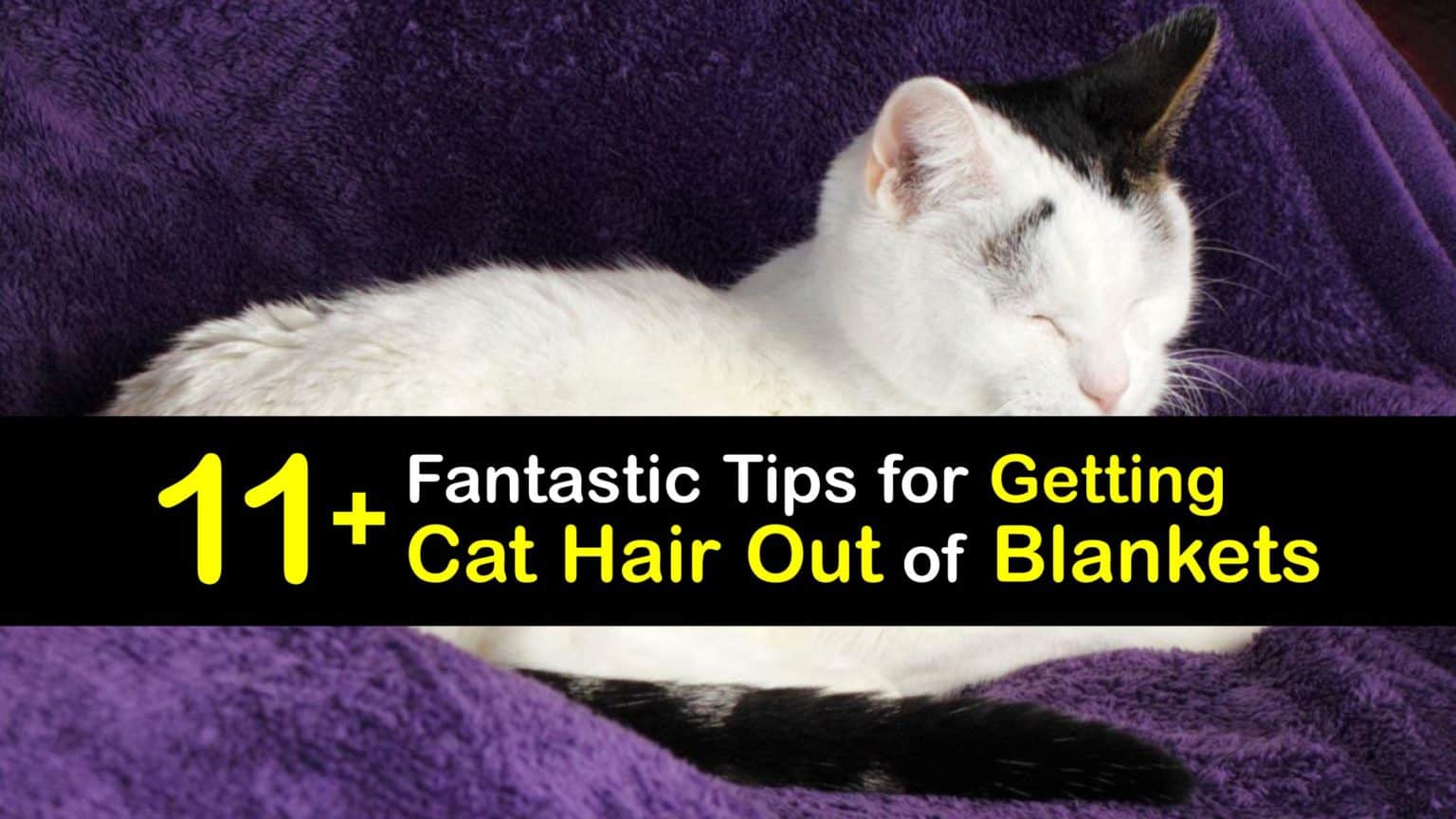 Furry Blankets Best Tips for Removing Cat Hair from Your Blankets