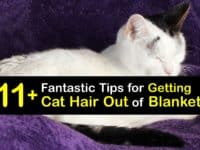 How to Get Cat Hair Out of Blankets titleimg1