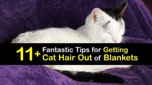 How to Get Cat Hair Out of Blankets titleimg1