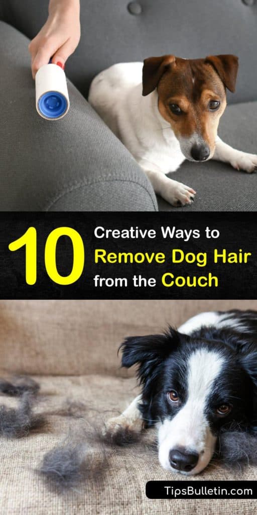 Remove Fur from the Couch - Smart Ways to Get Dog Hair Off Your Sofa
