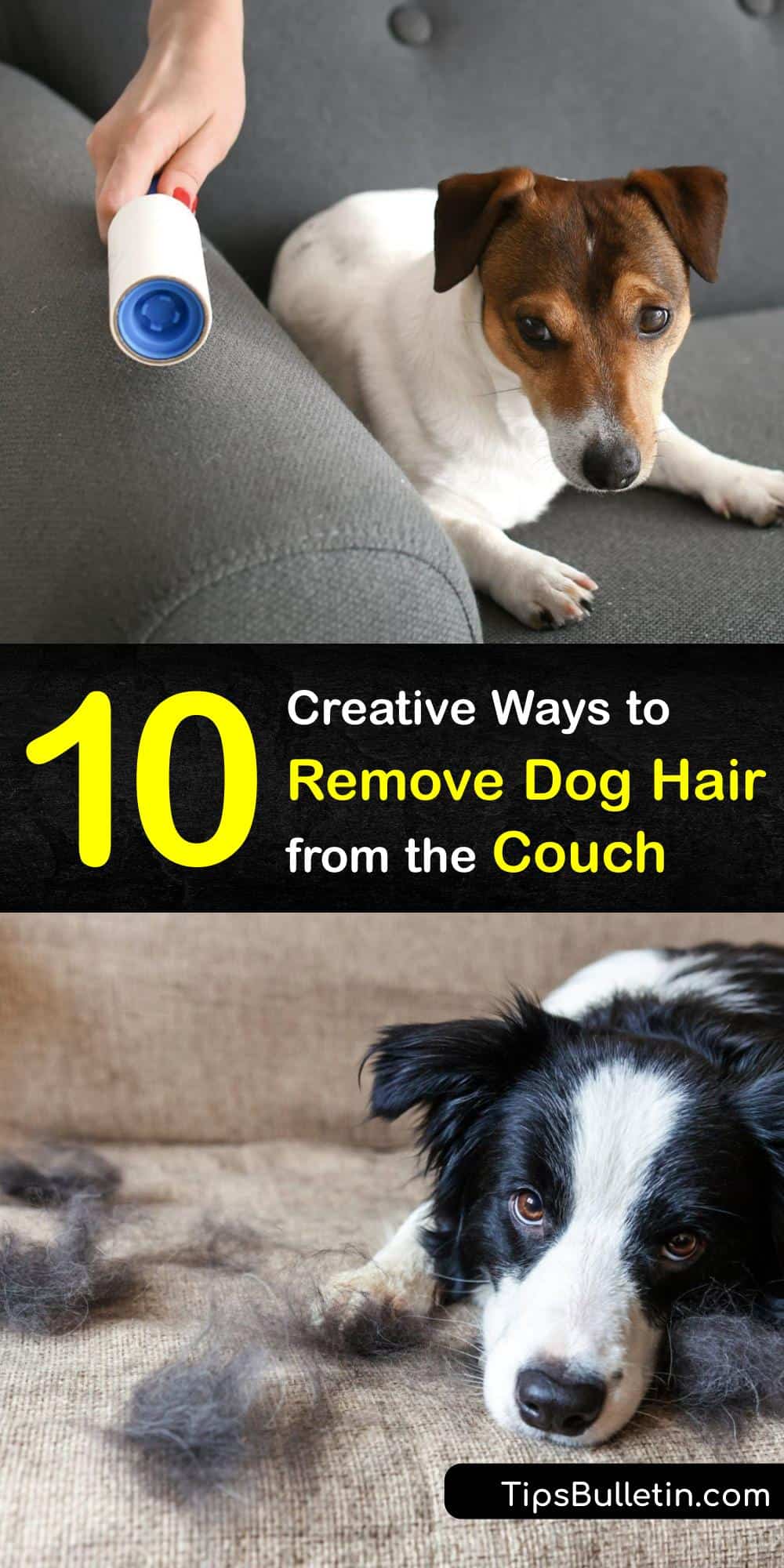Remove Fur from the Couch Smart Ways to Get Dog Hair Off Your Sofa