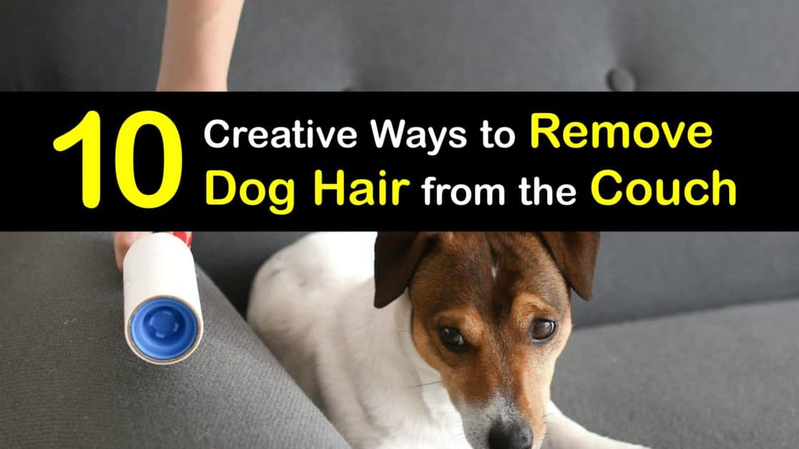 Remove Fur from the Couch Smart Ways to Get Dog Hair Off Your Sofa