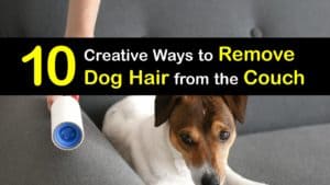 How to Get Dog Hair Off the Couch titleimg1