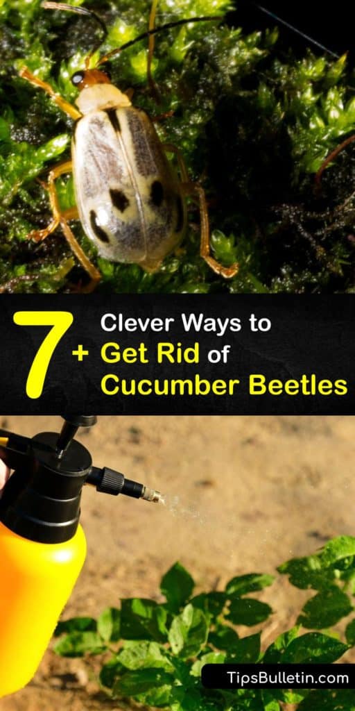 Striped cucumber beetles damage crops by feeding on the stems and leaves of your plants. Bacteria overwinter inside cucumber beetles and can infect your crops with diseases. Learn how to get rid of pests using nematodes and a homemade insecticide. #cucumber #getridof #beetles