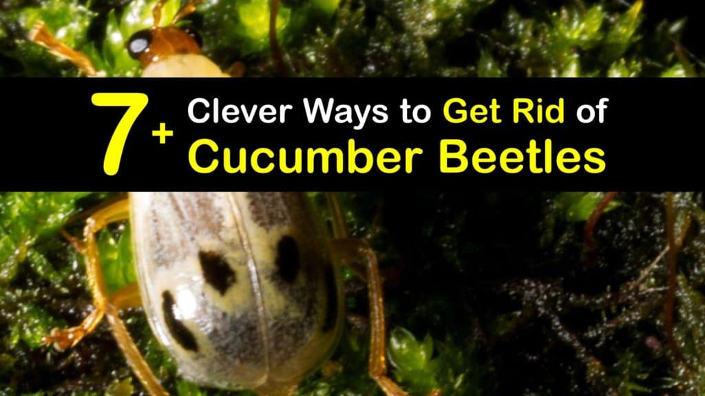 How to Get Rid of Cucumber Beetles titleimg1