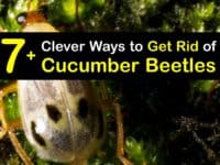 How to Get Rid of Cucumber Beetles titleimg1