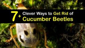 How to Get Rid of Cucumber Beetles titleimg1