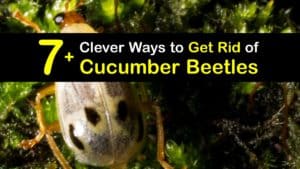 How to Get Rid of Cucumber Beetles titleimg1