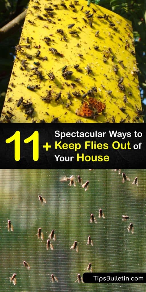Flies are the one guaranteed way to ruin an outdoor party. Aside from flies that bite and draw blood, no one wants to watch filth flies landing on their food. Find out how to keep flies away using practical methods of fly control that don't cost much. #flies #outside #getridof
