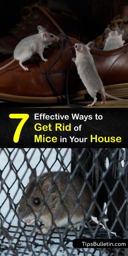Discover ways to get rid of house mice and prevent a mouse infestation. It’s easy to eliminate this rodent with a peanut butter trap. The best way to prevent mice from getting into your home is to seal all entry points and deter them with peppermint oil. #howto #getridof #house #mice