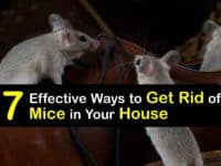 How to Get Rid of Mice in Your House titleimg1