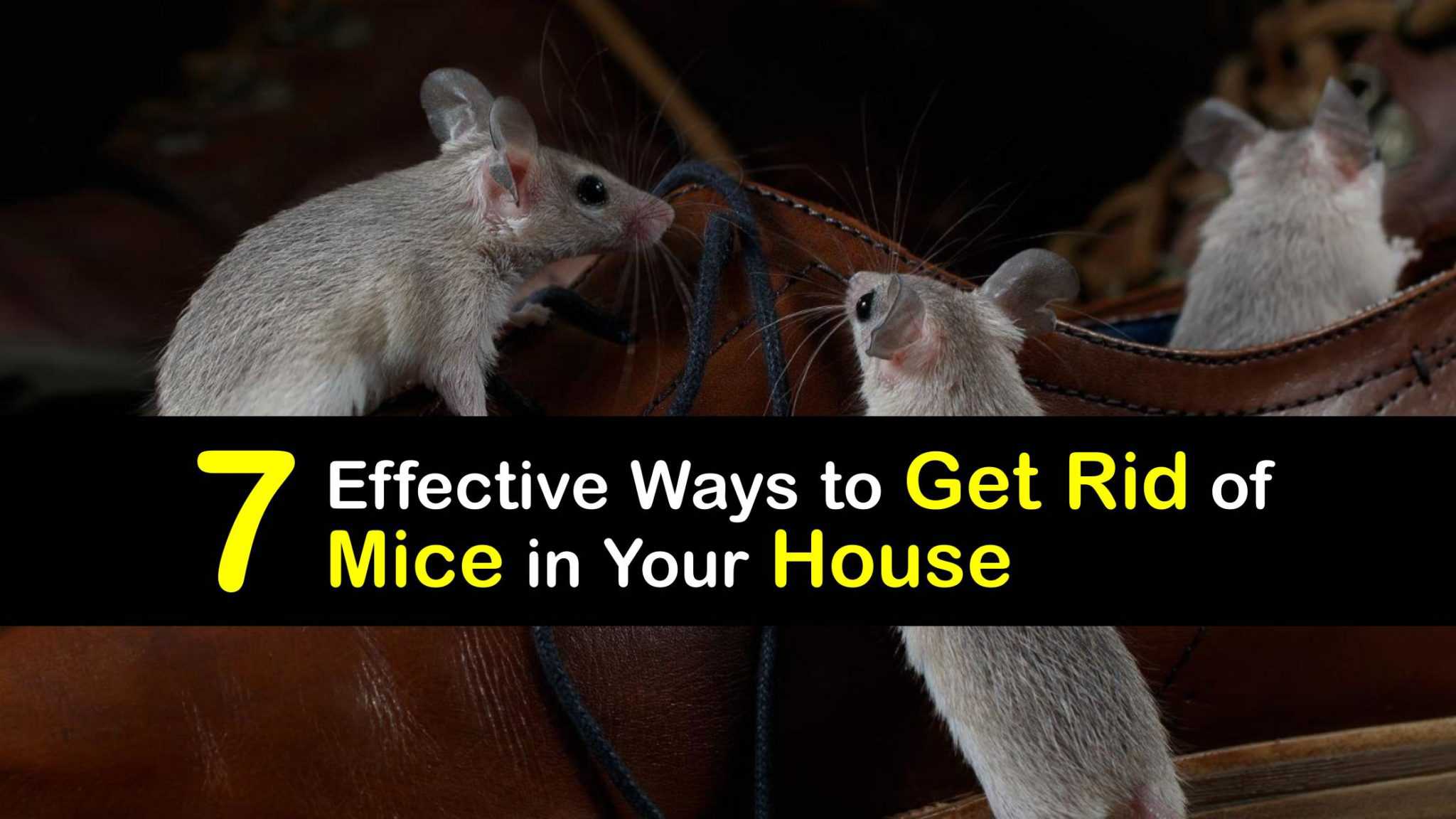 Mouse Control Smart Ways to Get Rid of Mice in the House