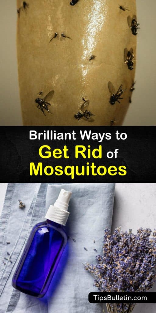 Learn how to get rid of mosquitoes around your home and prevent this insect from infesting your yard. Many plants work wonders at repelling mosquitoes, and it’s easy to make a mosquito trap with a two-liter bottle or an insect repellent with essential oil. #howto #getridof #mosquitoes