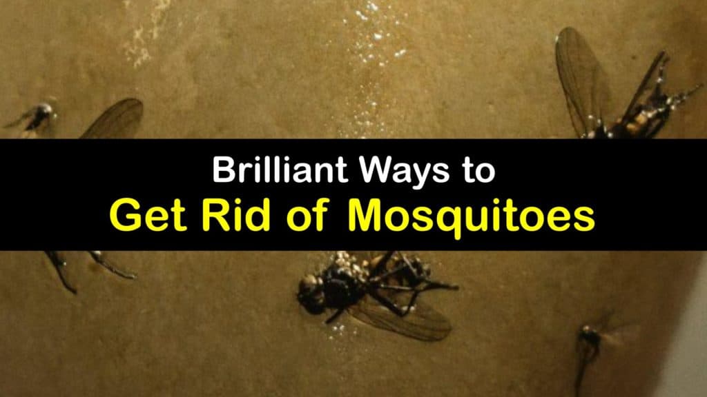 How to Get Rid of Mosquitoes titleimg1