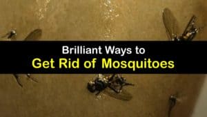 How to Get Rid of Mosquitoes titleimg1