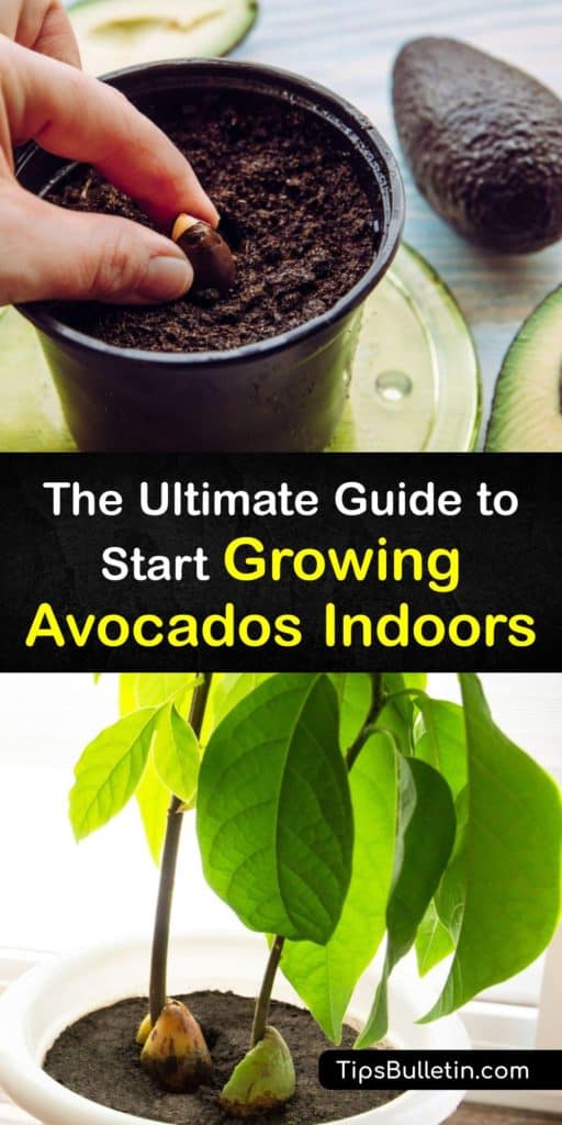 Avocado plants are known for growing in tropical climates like Mexico and California, but with an avocado pit, potting mix, and direct sunlight, it is possible to grow an avocado plant indoors. Learn how to get an avocado plant to bear fruit with our guide. #avocado #trees #growing #indoors