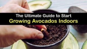 How to Grow Avocado Indoors titleimg1