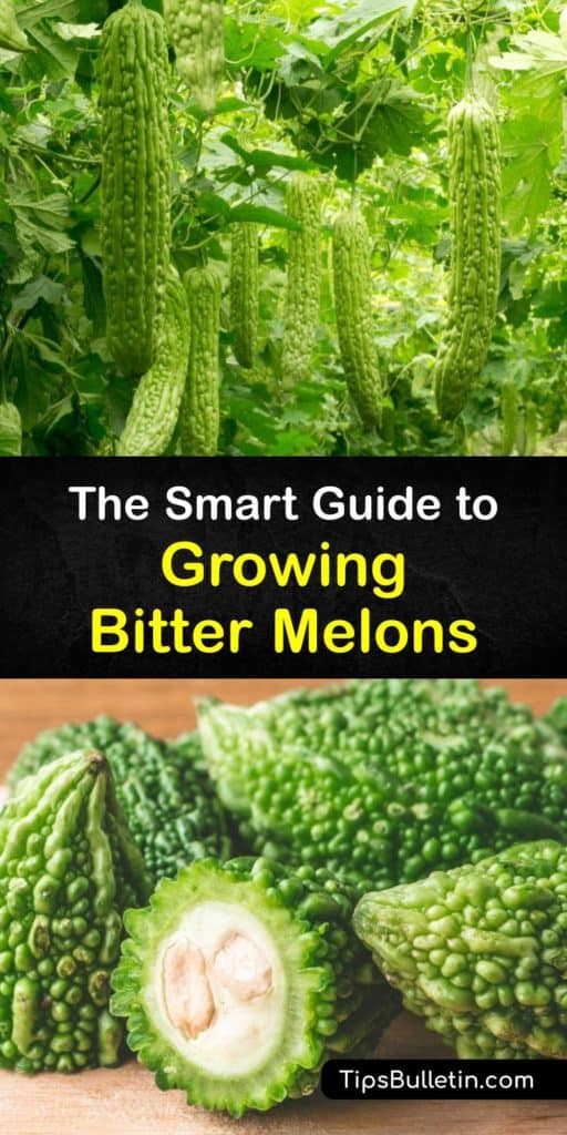 Bitter melon, known as the Balsam pear, or the karela in India, comes in both Chinese and Indian varieties. Popular in Asian cooking, this plant is quick to undergo germination and easy to grow. Pollinating female flowers and avoiding powdery mildew are critical for success. #grow #bitter #melon