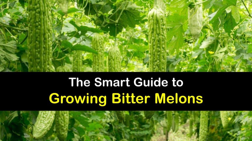 How to Grow Bitter Melon titleimg1