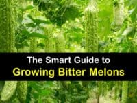 How to Grow Bitter Melon titleimg1