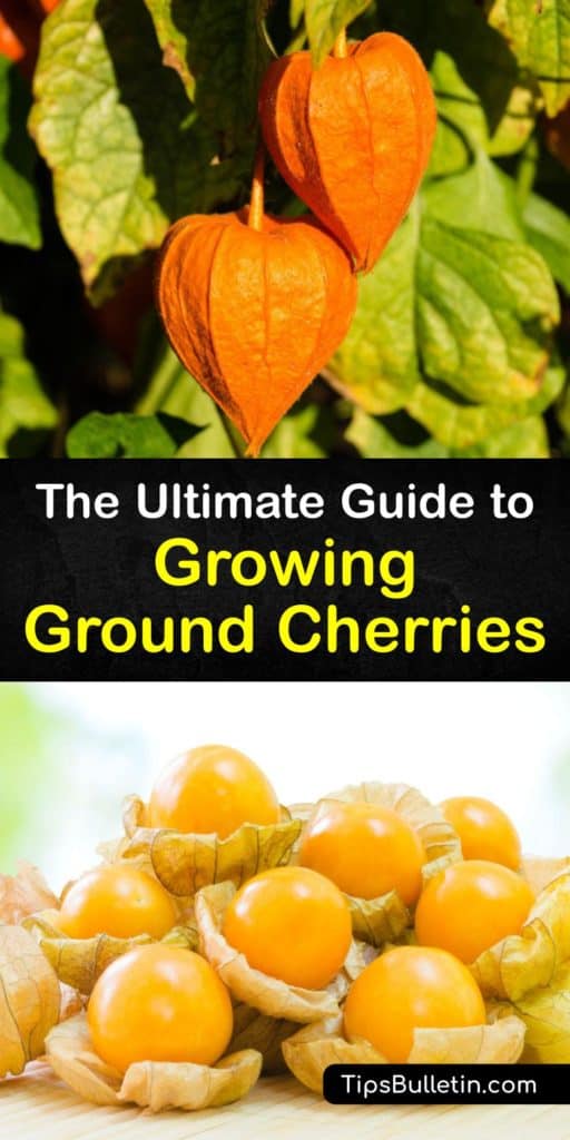 Discover how to grow ground cherry plants in the home garden with the proper soil, sunshine, and plant care. The cape gooseberry or ground cherry plant (Physalis pruinosa) is easy to grow, a unique addition to the garden, and it produces mildly sweet tropical fruit. #howto #grow #ground #cherries