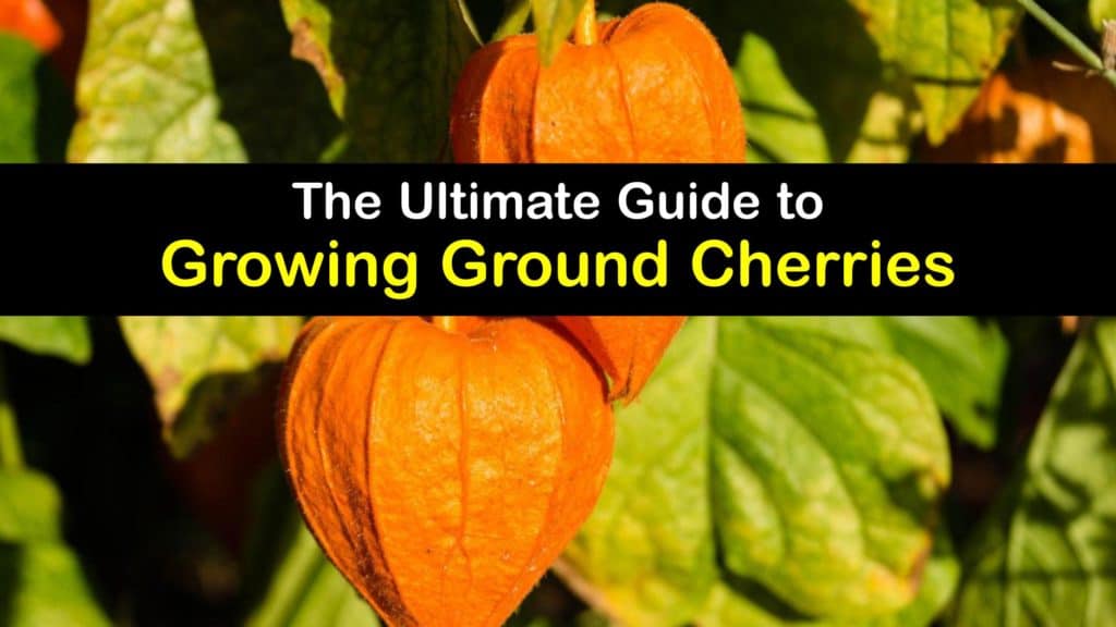 How to Grow Ground Cherries titleimg1
