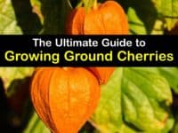 How to Grow Ground Cherries titleimg1
