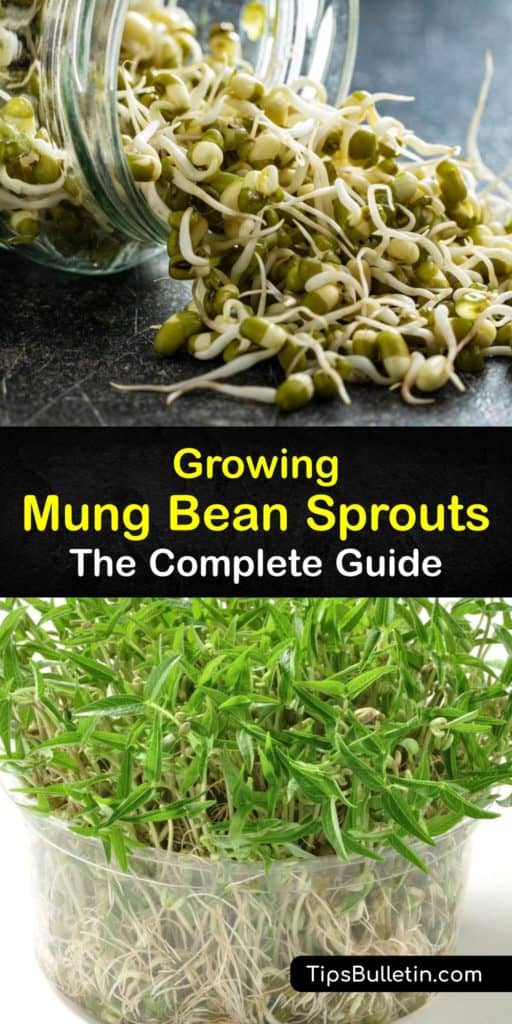 Skip the grocery store and sprout mung beans or lentils for your Asian stir fry. Learn to sprout seeds by growing, rinsing with clean water, and draining with cheesecloth. Never store bean sprouts at room temperature, keep them sealed in the fridge with paper towels. #grow #mung #bean #sprouts