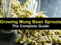How to Grow Mung Bean Sprouts titleimg1