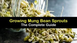 How to Grow Mung Bean Sprouts titleimg1