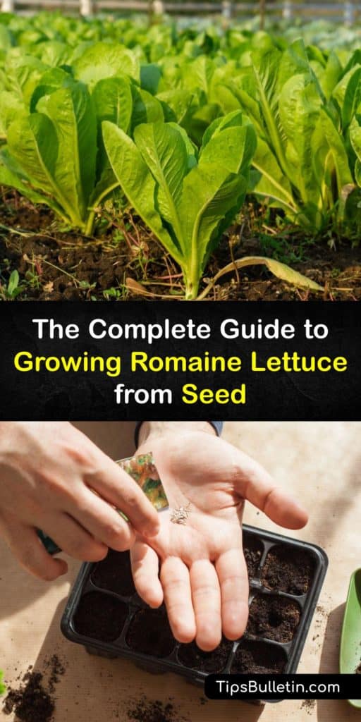 After germination and transplanting to the garden in early spring, many types of lettuce from romaine to butterhead and Bibb thrive in cool weather. Regular watering, a layer of mulch, and row covers to prevent the outer leaves from bolting ensure a large harvest. #grow #romaine #lettuce #seed