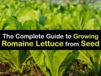 How to Grow Romaine Lettuce from Seed titleimg1
