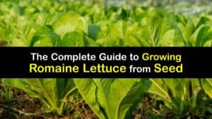 How to Grow Romaine Lettuce from Seed titleimg1